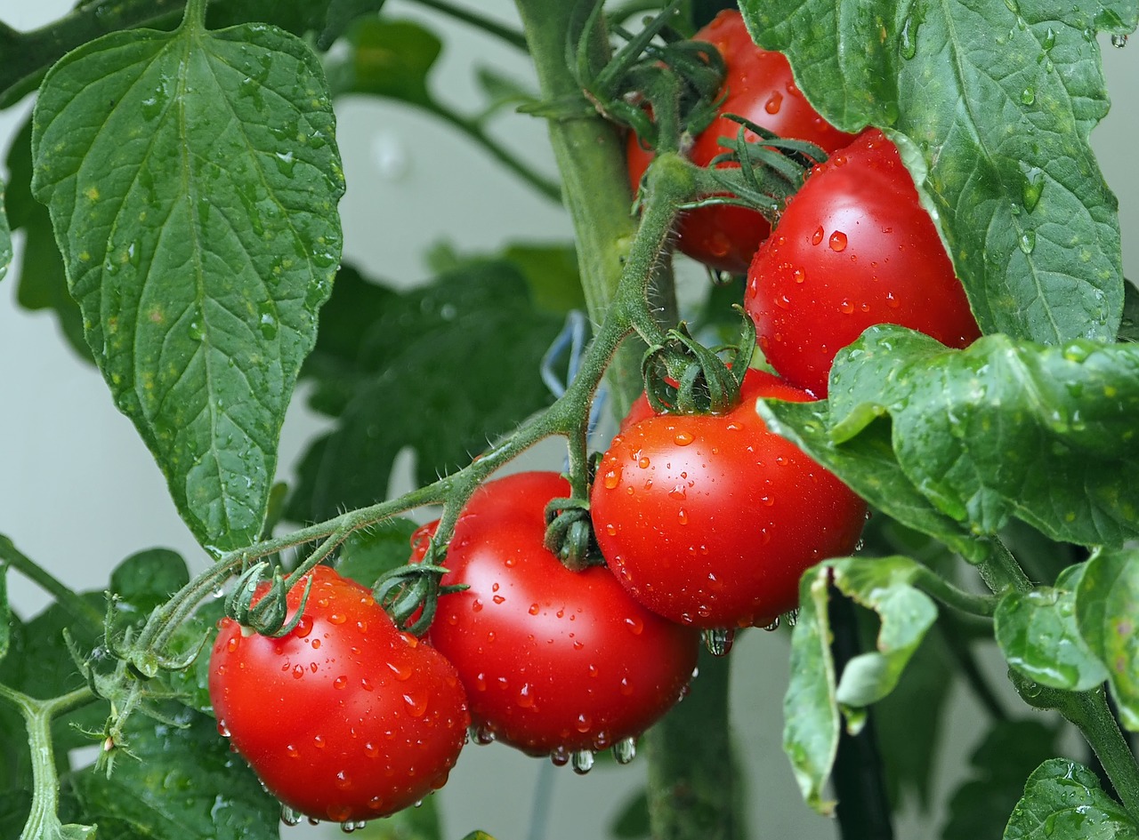 КП Дубровские зори поселок живет спелые помидоры